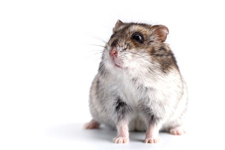  Hamster Racing: os hamsters de corrida “profissionais” em que você pode apostar