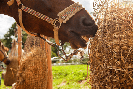  Ração contaminada em corridas de cavalos: o quê, por quê e Como?