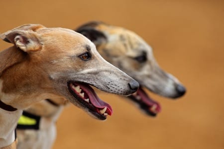  The Greyhound Derby: uma olhada na maior corrida de cães do Reino Unido