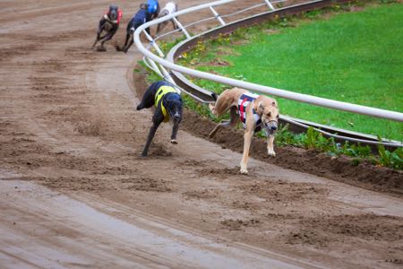  Belle Vue Dog Track será fechada após permissão de planejamento para 250 casas aprovada